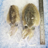 Cuttlefish / Sotong Katak (大目) per kg