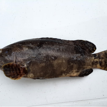 [FROZEN] Dragon Tiger Grouper (龙虎班) 1kg+- per fish