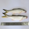 Fourfinger Threadfin / Senangin / Ma Yau (Medium) per kg