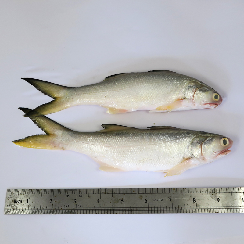 Fourfinger Threadfin / Senangin / Ma Yau (Medium) per kg