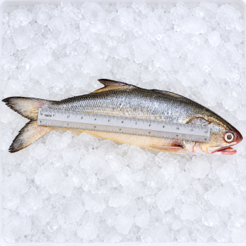 Fourfinger Threadfin / Senangin / Ma Yau (上午) per kg