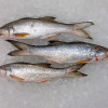 Fourfinger Threadfin / Senangin / Ma Yau (Medium) per kg