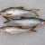 Fourfinger Threadfin / Senangin / Ma Yau (Medium) per kg