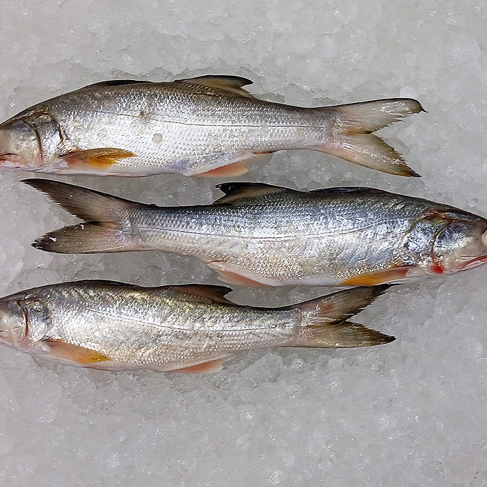 Fourfinger Threadfin / Senangin / Ma Yau (Medium) per kg