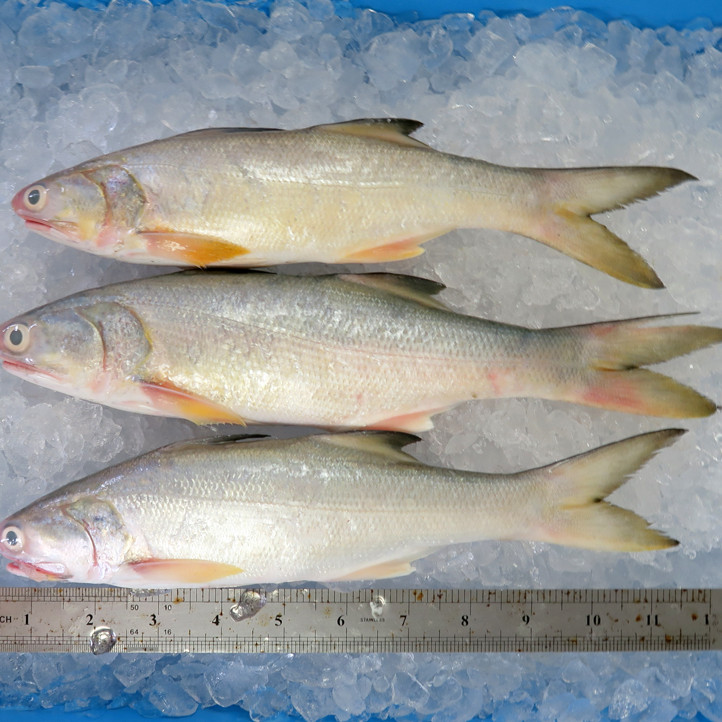 Fourfinger Threadfin / Senangin / Ma Yau (Medium) per kg