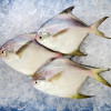 Local White Pomfret (Medium) per kg