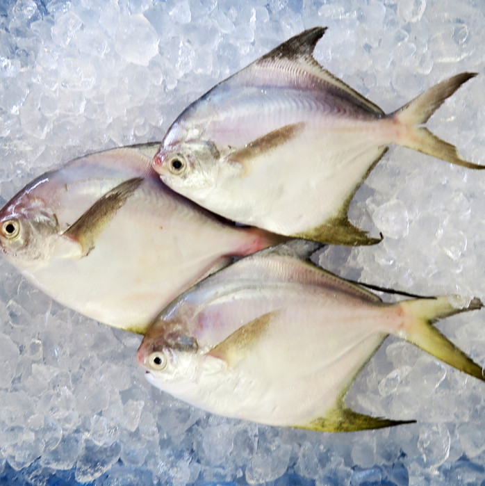 Local White Pomfret (Medium) per kg