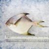 Local White Pomfret (Medium) per kg