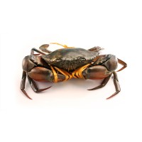 LIVE Local Mud Crab L (螃蟹) per kg (SEASONAL)