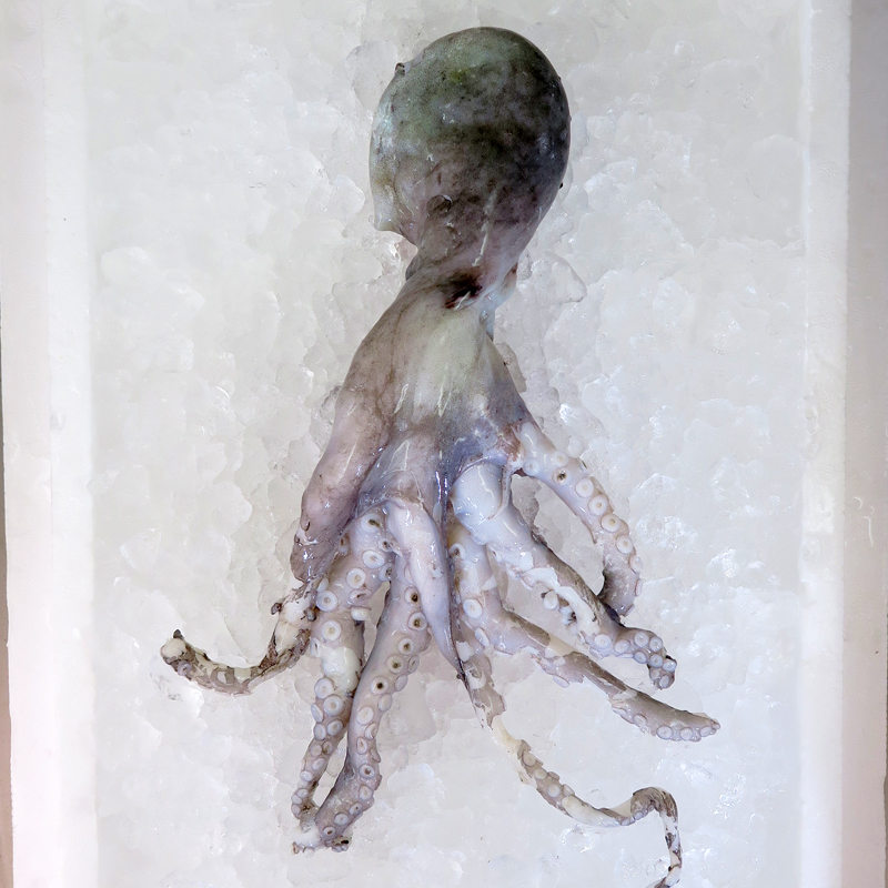 Octopus per kg [SEASONAL]