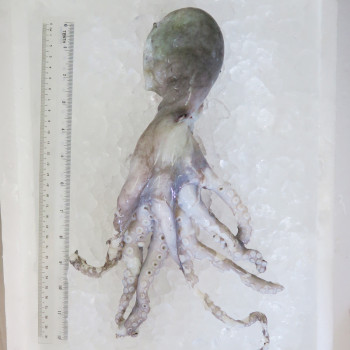 Octopus per kg [SEASONAL]