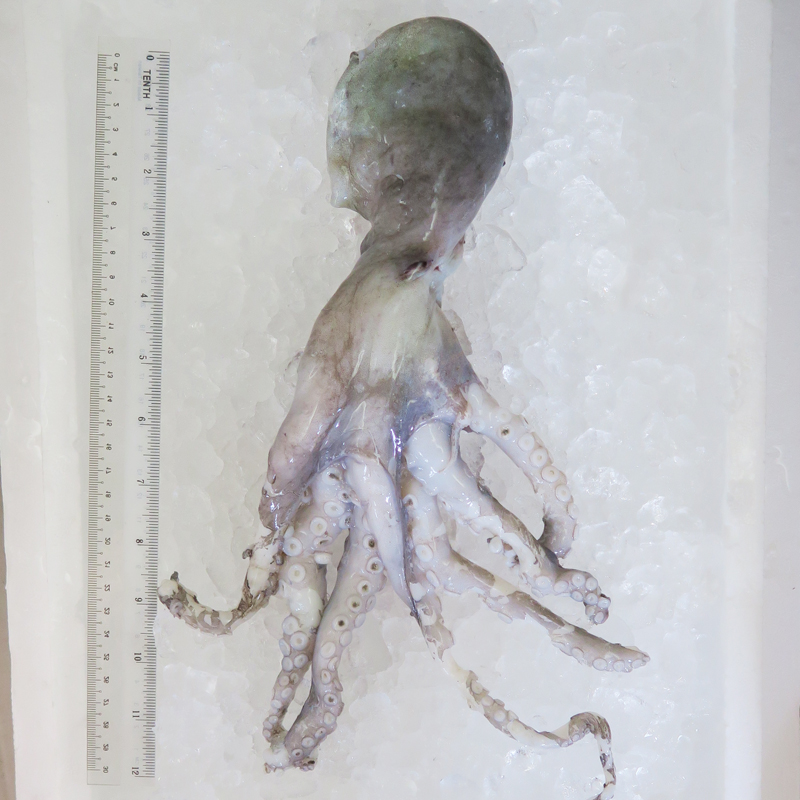 Octopus per kg [SEASONAL]