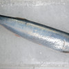 Wolf Herring / Ikan Parang (西刀) (HIGHLY SEASONAL)