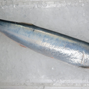 Wolf Herring / Ikan Parang (西刀) (HIGHLY SEASONAL)
