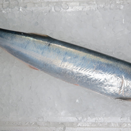 Wolf Herring / Ikan Parang (西刀) (HIGHLY SEASONAL)