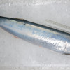 Wolf Herring / Ikan Parang (西刀) (HIGHLY SEASONAL)