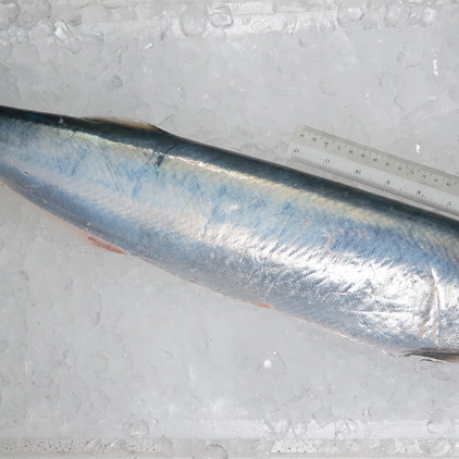 Wolf Herring / Ikan Parang (西刀) (HIGHLY SEASONAL)
