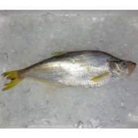Chinese Herring / Ikan Beliak Mata per kg [SEASONAL]