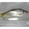 Chinese Herring / Ikan Beliak Mata per kg [SEASONAL]