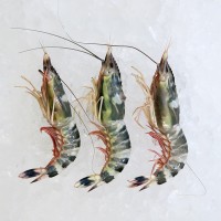 Rainbow Prawns per kg [SEASONAL]