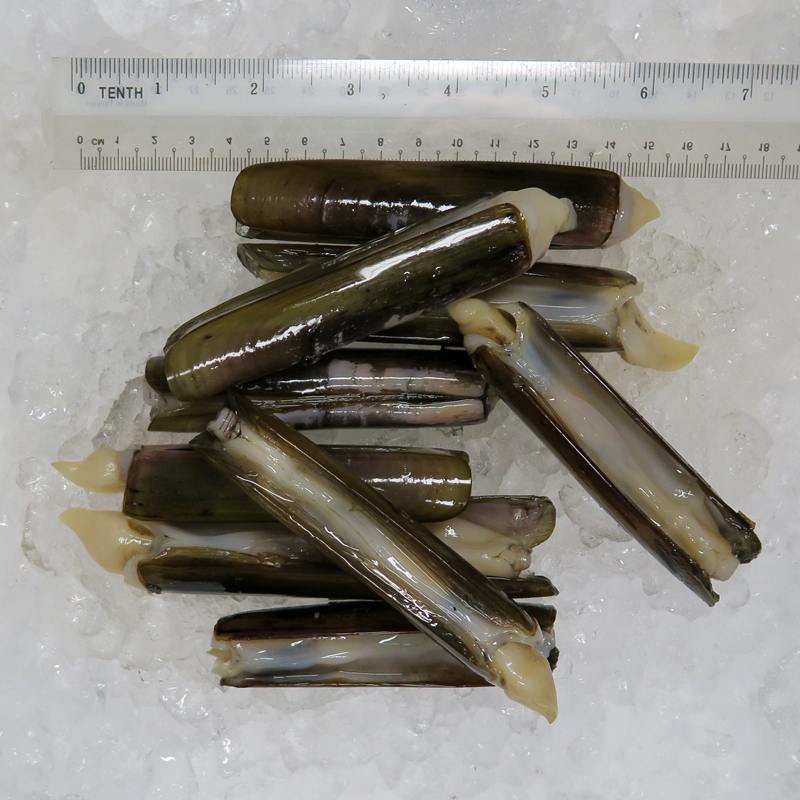 Bamboo Razor Clams (竹滩) per kg