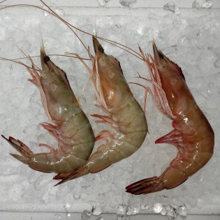 Super Big Red Prawn (特大虾) per kg [LOW SEASON]