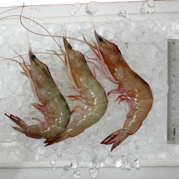 Super Big Red Prawn (特大虾) per kg