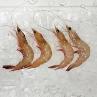 Red Big Prawn L (红大虾) per kg