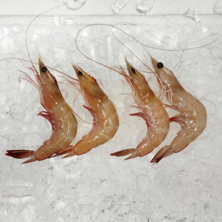 Red Big Prawn L (红大虾) per kg