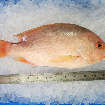 Red Snapper (红鱼) 1kg+- per fish