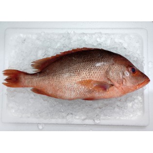 Red Snapper (红鱼) 1kg+- per fish