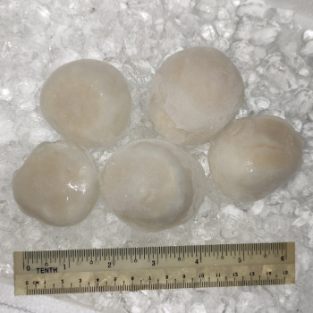 Hokkaido Sea Scallops (扇贝) 250gm+-