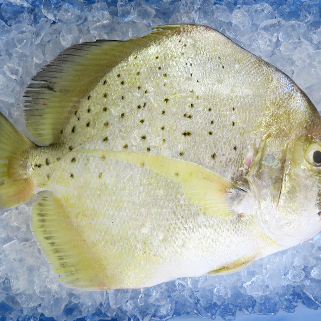 Spotted Sicklefish / Ikan Daun Baharu per kg [SEASONAL]