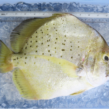 Spotted Sicklefish / Ikan Daun Baharu per kg [SEASONAL]