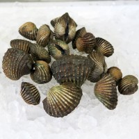 LIVE Blood Cockle / Siham per kg (SEASONAL)
