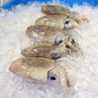 Baby Cuttlefish / Sotong Katak (目仔) per kg