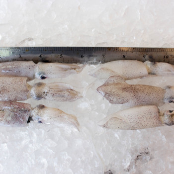 Squid M / Sotong Putih (沙中) per kg