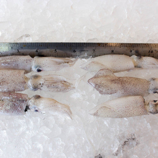 Squid M / Sotong Putih (沙中) per kg