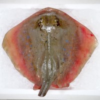 Blue-spotted Sting Ray / Ikan Pari (蒲鱼) per kg [SEASONAL]