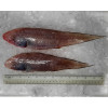 Tonguesole / Ikan Lidah (SEASONAL) per kg