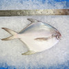 Local White Pomfret (白鲳) 300gm+- per fish [LOW SEASON]
