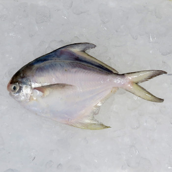 Local White Pomfret (白鲳) 200gm+- per fish