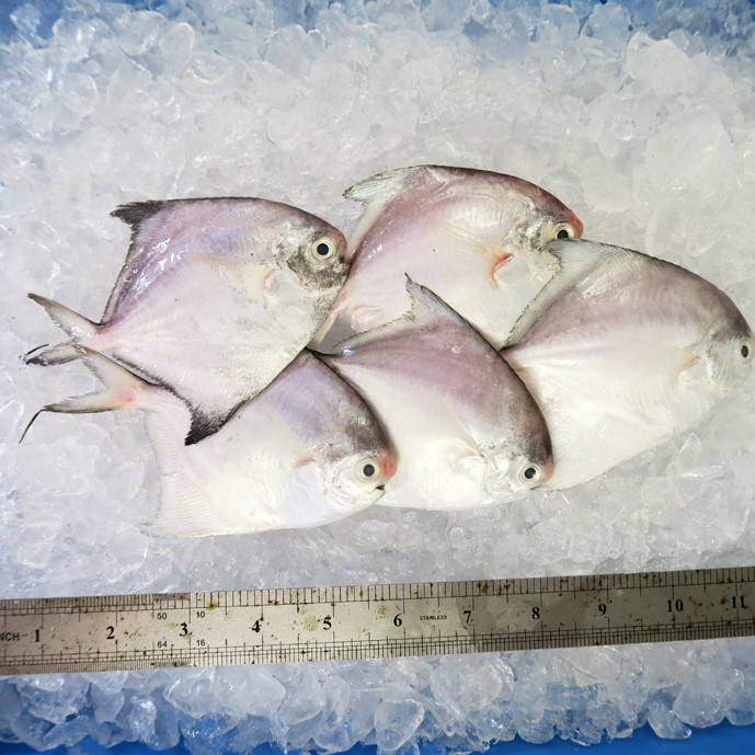 White Pomfret (Small) per kg