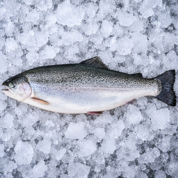 [SASHIMI-GRADE] Whole Norwegian Salmon Trout per kg