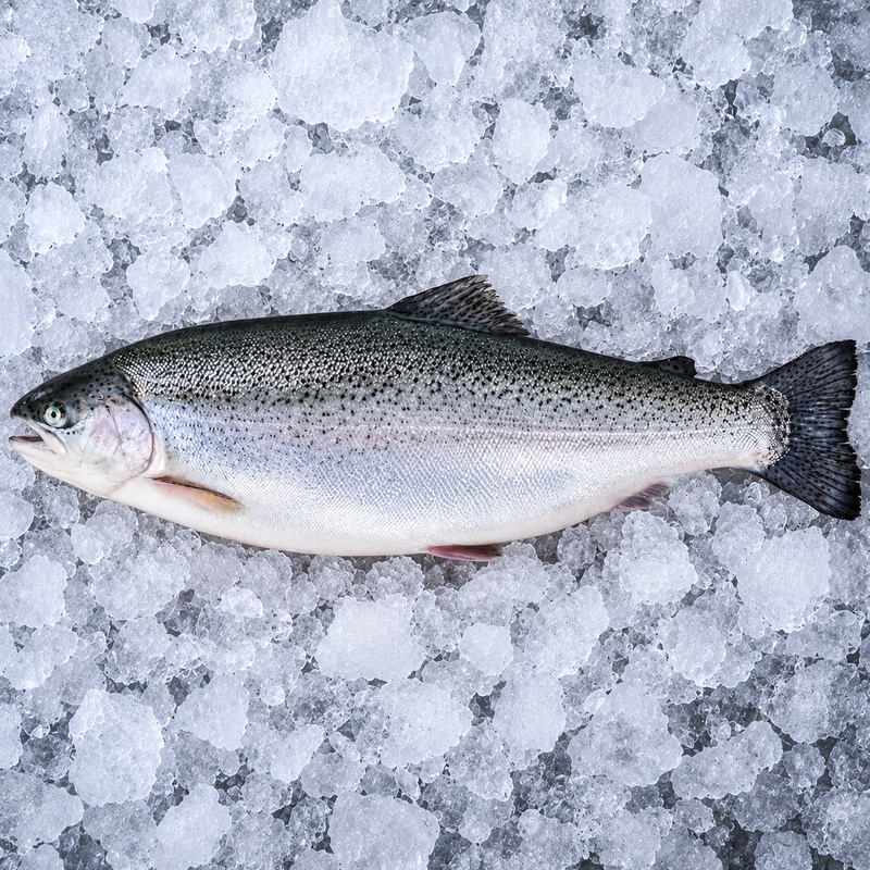 [SASHIMI-GRADE] Whole Norwegian Salmon Trout per kg